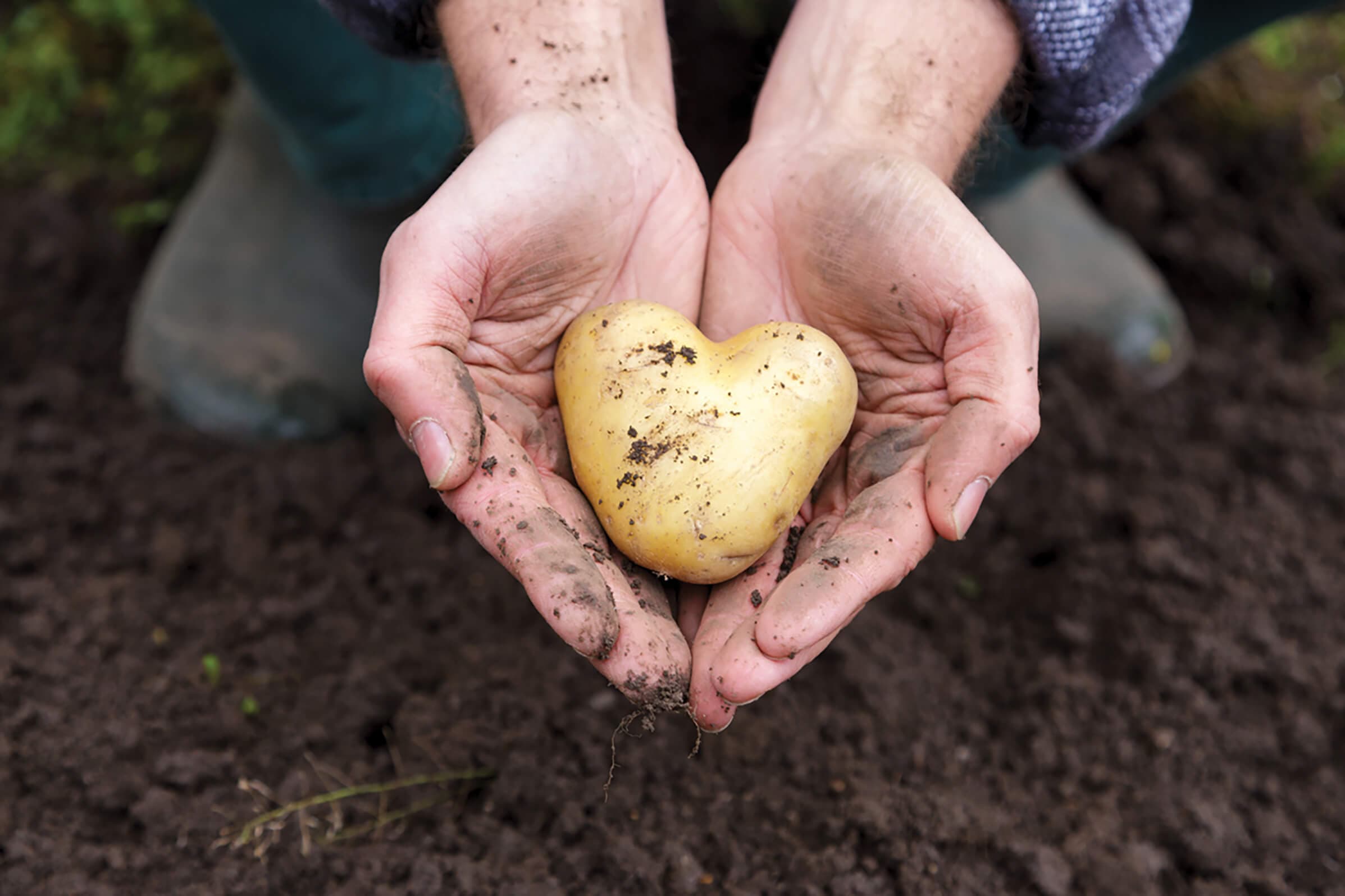 Potato heart_96dpi_1181x787px_E_NR-1782