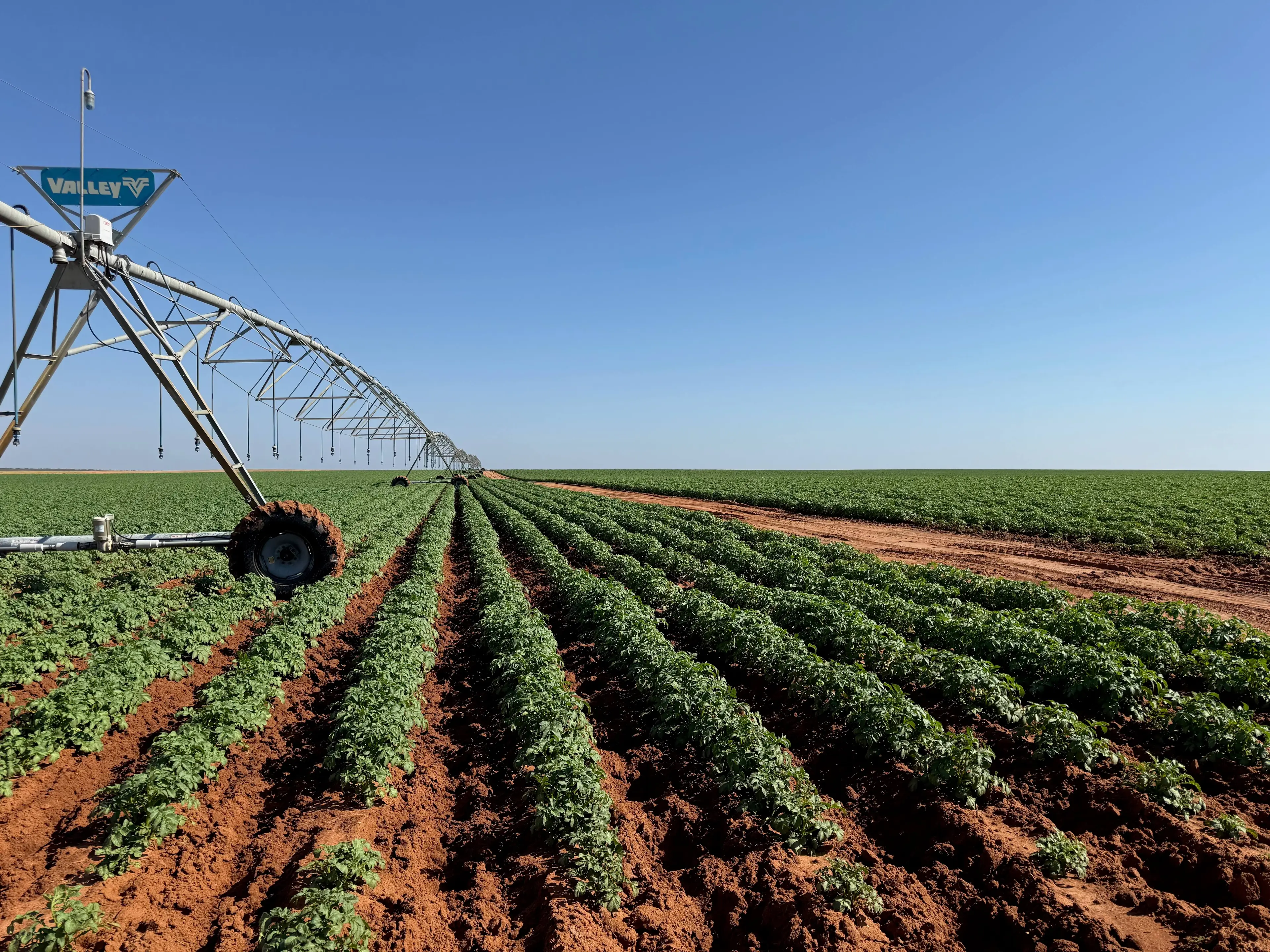 Australian Farmers_Potato Field_1